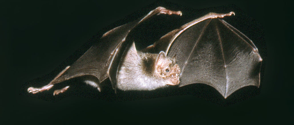 Vampire Bat